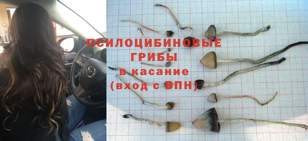 прущие грибы Беломорск